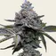 Apple Fritter - Image 1