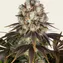 Bruce Banner - Image 2