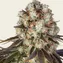 Bruce Banner - Image 3