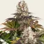 Bruce Banner - Image 4