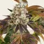 Bruce Banner - Image 5