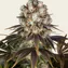 Bruce Banner - Image 1