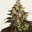 Trainwreck - Image 5