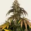 Trainwreck - Image 6