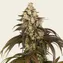 Trainwreck - Image 2