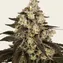 Trainwreck - Image 3