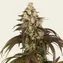 Trainwreck - Image 1