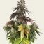 Blue Dream - Image 5