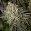 Blue Dream - Image 6