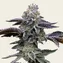 Blue Dream - Image 2
