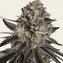 Blue Dream - Image 3
