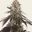 Blue Dream - Image 4