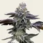 Blue Dream - Image 1