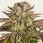 Pineapple Express - Image 2