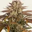 Pineapple Express - Image 3