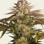 Pineapple Express - Image 4