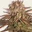Pineapple Express - Image 5