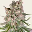 GMO Auto - Image 2