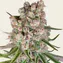 GMO Auto - Image 1