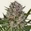 Lemon Haze Auto - Image 2
