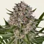 Lemon Haze Auto - Image 1