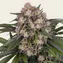 OG Kush Auto - Image 2