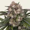OG Kush Auto - Image 1