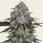 Sour Diesel Auto - Image 2