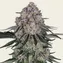 Sour Diesel Auto - Image 1