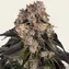 Girl Scout Cookies - Image 2