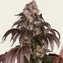 Girl Scout Cookies - Image 3
