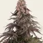 Girl Scout Cookies - Image 4