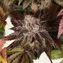 Girl Scout Cookies - Image 5