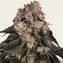 Girl Scout Cookies - Image 1