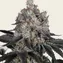 Gelato - Image 2