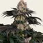 Gelato - Image 3