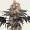 Gelato - Image 4