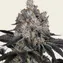 Gelato - Image 1