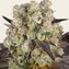 Purple Punch x Lemon Drizzle - Image 2