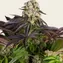 Purple Punch x Lemon Drizzle - Image 3