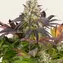 Purple Punch x Lemon Drizzle - Image 4