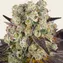 Purple Punch x Lemon Drizzle - Image 1