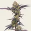 Tropicana Cherry - Image 2