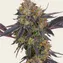Tropicana Cherry - Image 1
