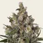 Insane OG - Image 2