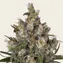 Insane OG - Image 1