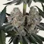 Papaya Frosting - Image 4