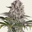 Amnesia Haze - Image 2