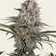 Amnesia Haze - Image 3