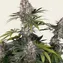 Amnesia Haze - Image 4